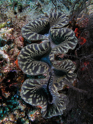 Ain't you glad that you found out what the clam is all about?