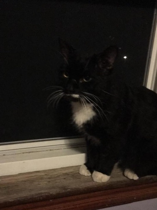 All dressed up and no place to go (except the litterbox).